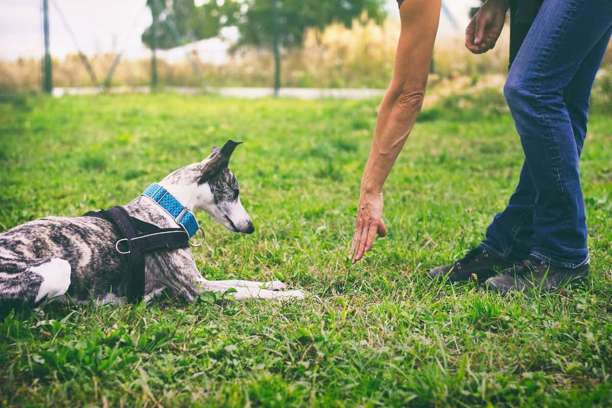 Sierra Canine: Leading the Pack in Service Dog Certification and Training in California