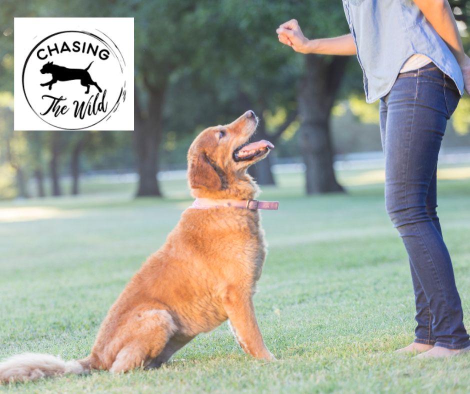 Saving Time and Energy: The Benefits of Professional Dog Trainers